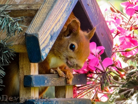 Devostock Squirrel Cute Garden Bird