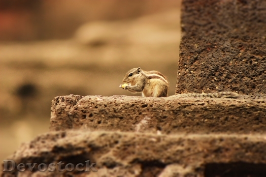 Devostock Squirrel Cute Small Wildlife