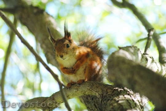 Devostock Squirrel Cute Summer Green