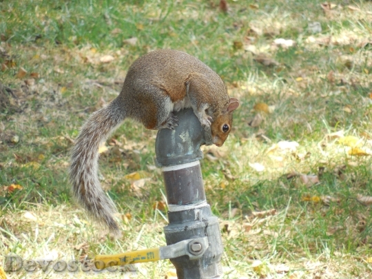 Devostock Squirrel Cute Summer Tail