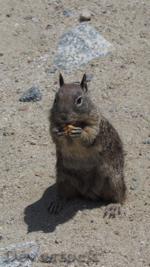 Devostock Squirrel Eating Cute Animal