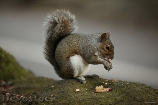 Devostock Squirrel Eating Food On 0