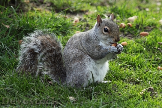 Devostock Squirrel Eating Food On