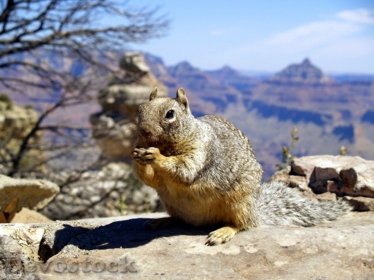 Devostock Squirrel Eating Grand Canyon