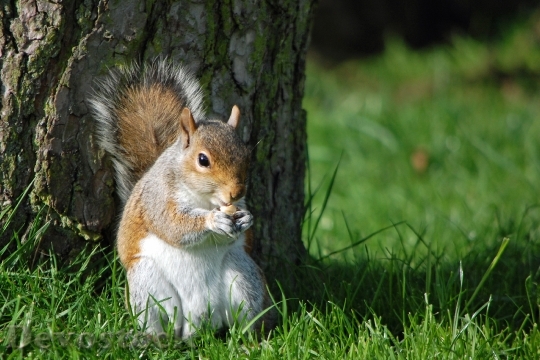 Devostock Squirrel Eating Nut Nature
