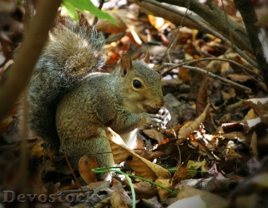 Devostock Squirrel Eating Nuts Acorn