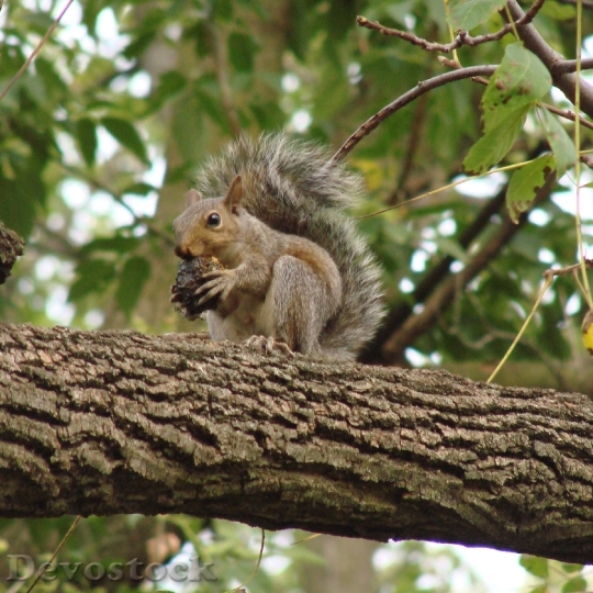 Devostock Squirrel Eating Tree Branch