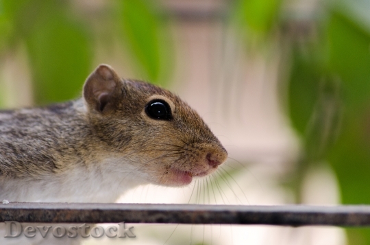 Devostock Squirrel Face Wildlife Cute