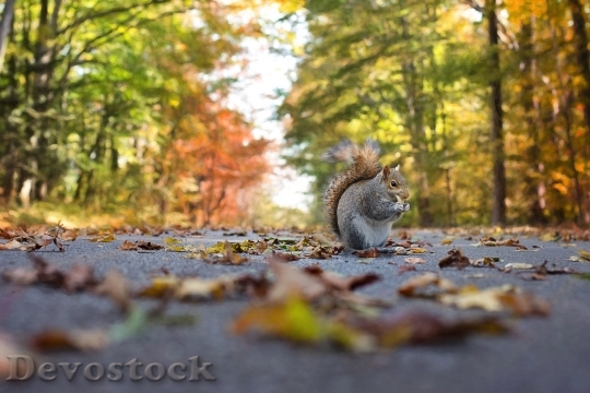 Devostock Squirrel Fall Autumn Nature