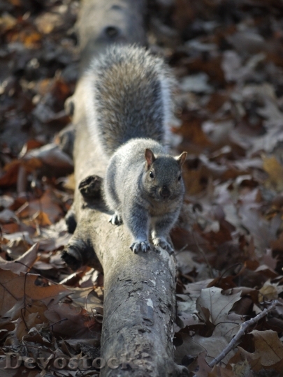 Devostock Squirrel Fall Nature Animal