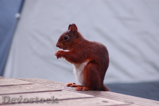 Devostock Squirrel Food Animal Mammal