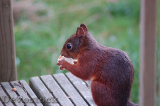 Devostock Squirrel Food Cute Mammal