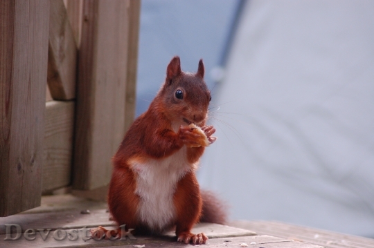 Devostock Squirrel Food Mammal Animal