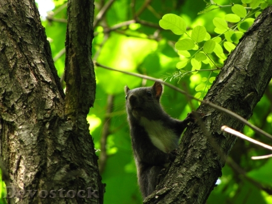 Devostock Squirrel Forest Animal 113598