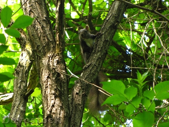 Devostock Squirrel Forest Animal 113603
