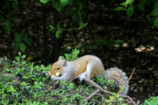 Devostock Squirrel Forest Animal Fur