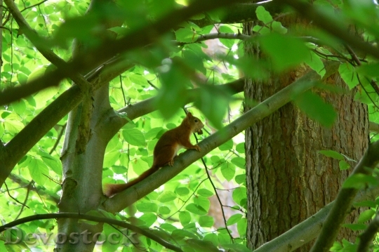 Devostock Squirrel Forest Animals 987569
