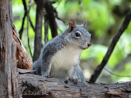 Devostock Squirrel Forest National Park