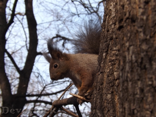 Devostock Squirrel Forest Trees Wildlife 0