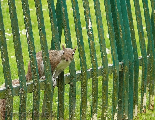 Devostock Squirrel Gray Between Bars