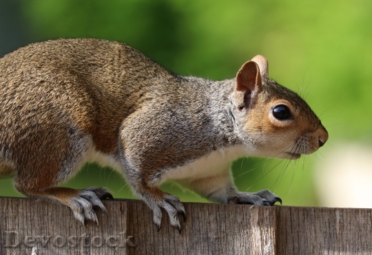 Devostock Squirrel Grey Brown Fur 0