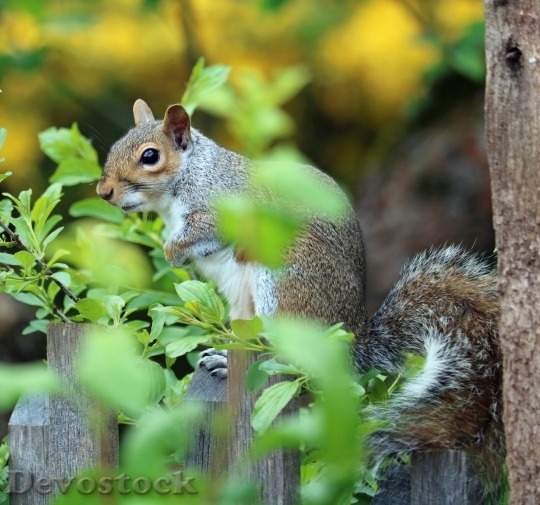 Devostock Squirrel Grey Brown Fur 3