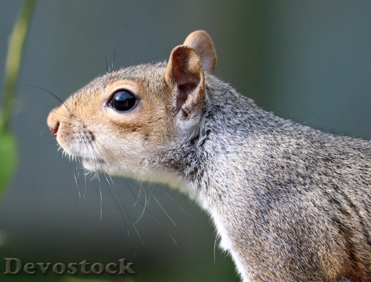Devostock Squirrel Grey Brown Fur