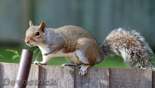 Devostock Squirrel Grey Brown Fur 4