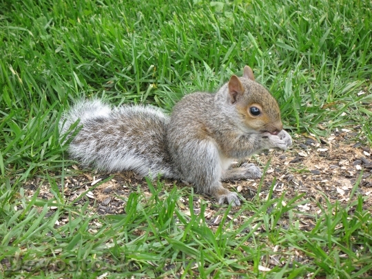Devostock Squirrel Grey Rodent Animal