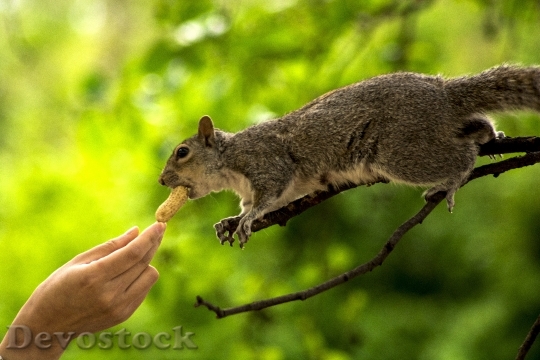 Devostock Squirrel Hand Animal Nature