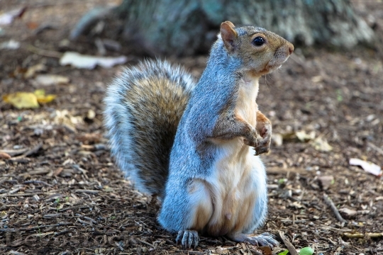 Devostock Squirrel In Washington 0