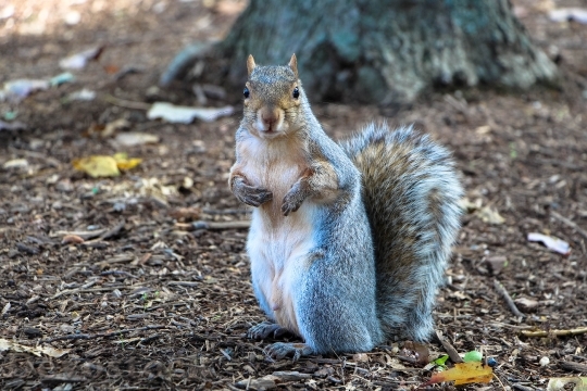 Devostock Squirrel In Washington 1
