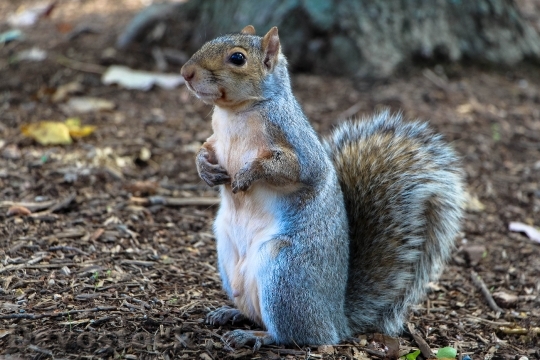 Devostock Squirrel In Washington 2