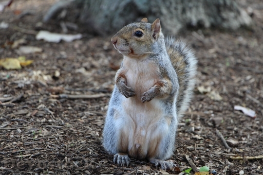 Devostock Squirrel In Washington