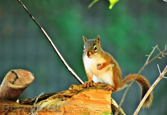 Devostock Squirrel Log Wildlife Outdoor
