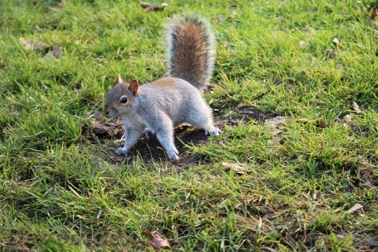 Devostock Squirrel London Park Grass