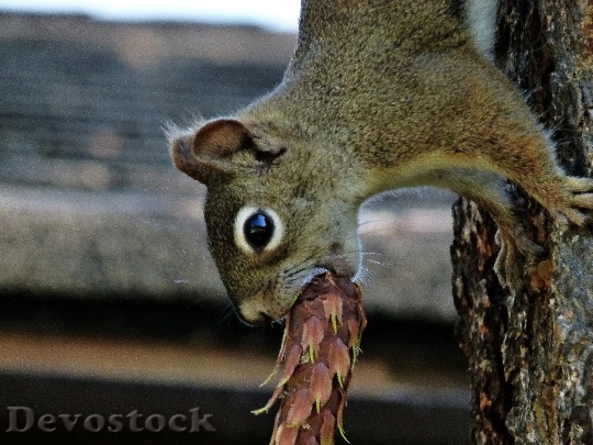 Devostock Squirrel Mammal Animal Cone