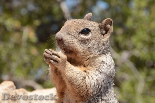 Devostock Squirrel Mammal Wildlife Rodent 0