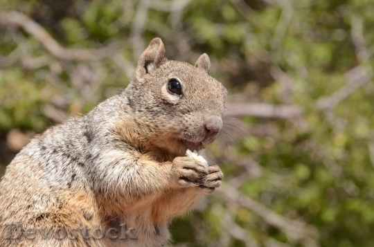 Devostock Squirrel Mammal Wildlife Rodent