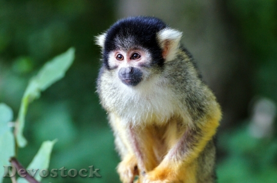 Devostock Squirrel Monkey Monkey C3
