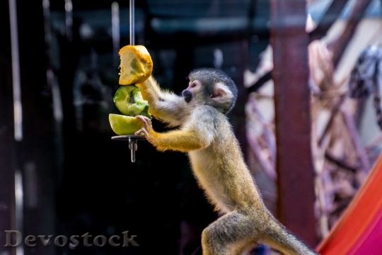 Devostock Squirrel Monkey Monkey C3 4