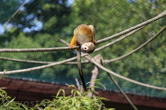 Devostock Squirrel Monkey Monkey Capuchin 0