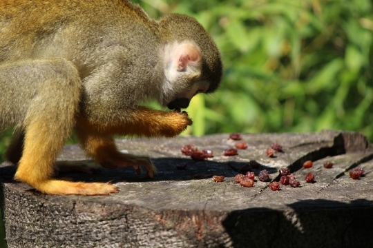 Devostock Squirrel Monkey Monkey Capuchin 1
