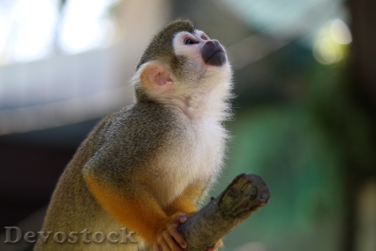 Devostock Squirrel Monkey Monkey Capuchin