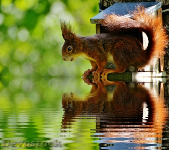 Devostock Squirrel Nager Cute Mirroring 0