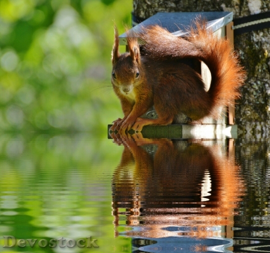 Devostock Squirrel Nager Cute Mirroring