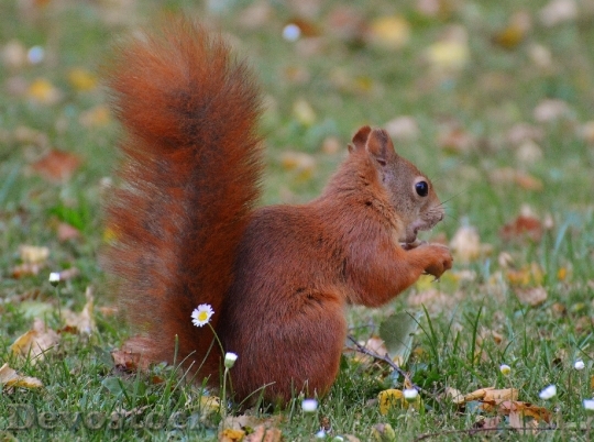 Devostock Squirrel Nager Cute Nature 0