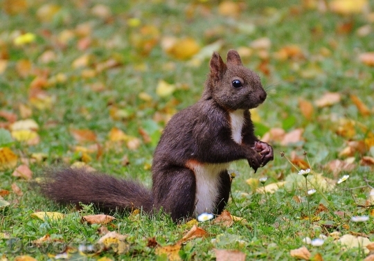Devostock Squirrel Nager Cute Nature 10