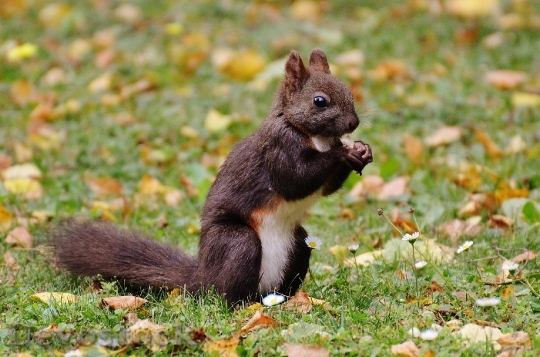 Devostock Squirrel Nager Cute Nature 11