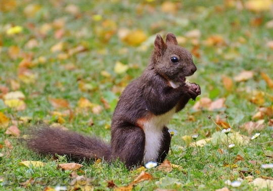 Devostock Squirrel Nager Cute Nature 12